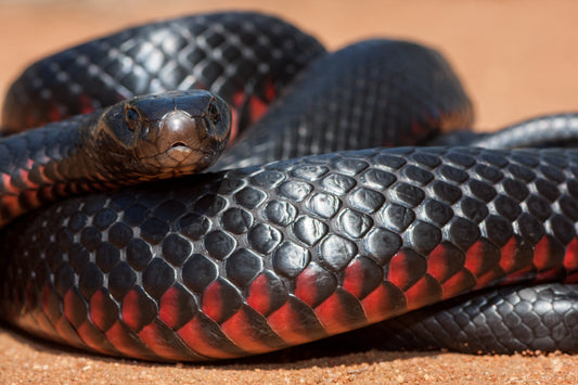 Do I Really Need a Snake Bite Kit in Australia? - Assurance First Aid Kits