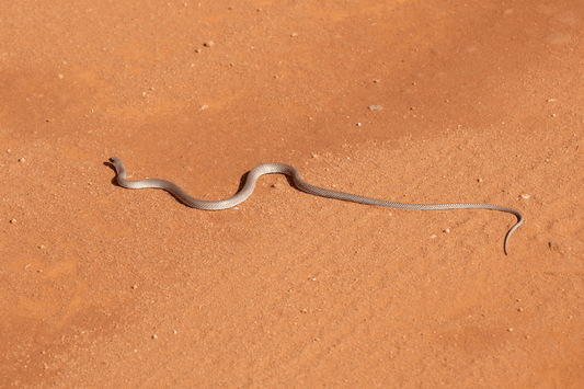 How to Apply a Snake Bite Bandage Correctly in Australia (Step-by-Step First Aid) - Assurance First Aid Kits