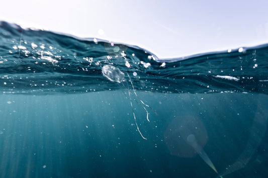 Irukandji vs Box Jelly Fish. Essential information for Australian Beachgoers - Assurance First Aid Kits