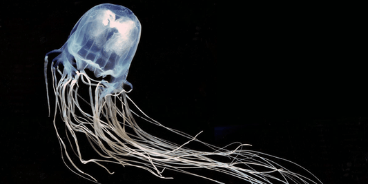 Should You Pee on a Box Jellyfish Sting? Debunking the Myth and What Really Works - Assurance First Aid Kits
