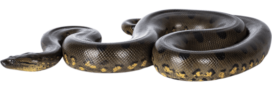 Stay Snake and Spider Safe: Survivor Stories & First Aid for Bites - Assurance First Aid Kits
