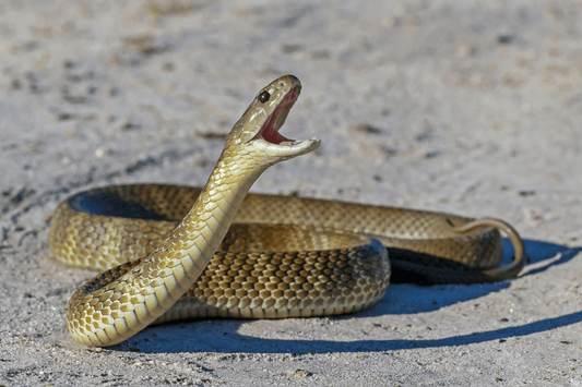 The Ultimate Snake Bite First Aid Kit: Be Prepared for Australian Snake Season - Assurance First Aid Kits