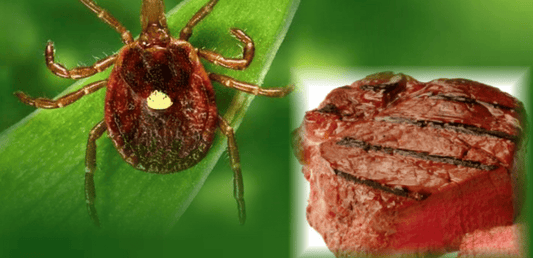 Tick bites and red meat anaphylaxis: What's the link? - Assurance First Aid Kits