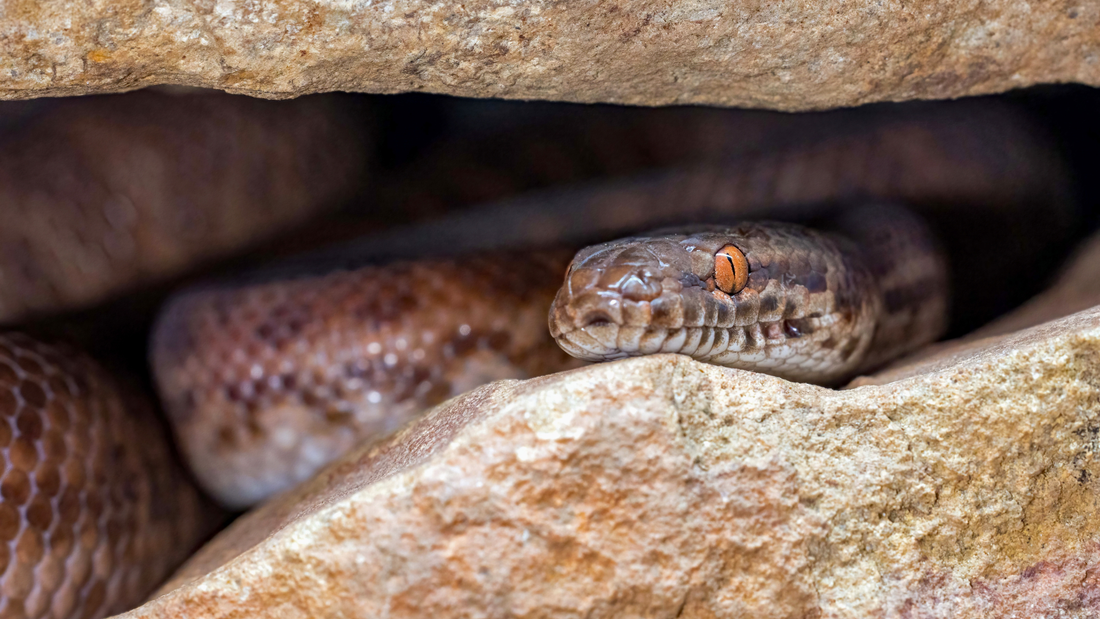 Do Australian Snakes Hibernate? Brumation vs Hibernation Explained