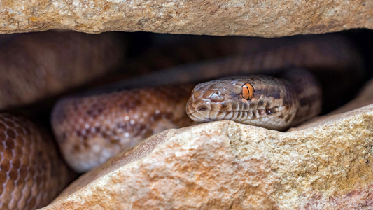 Do Australian Snakes Hibernate? Brumation vs Hibernation Explained