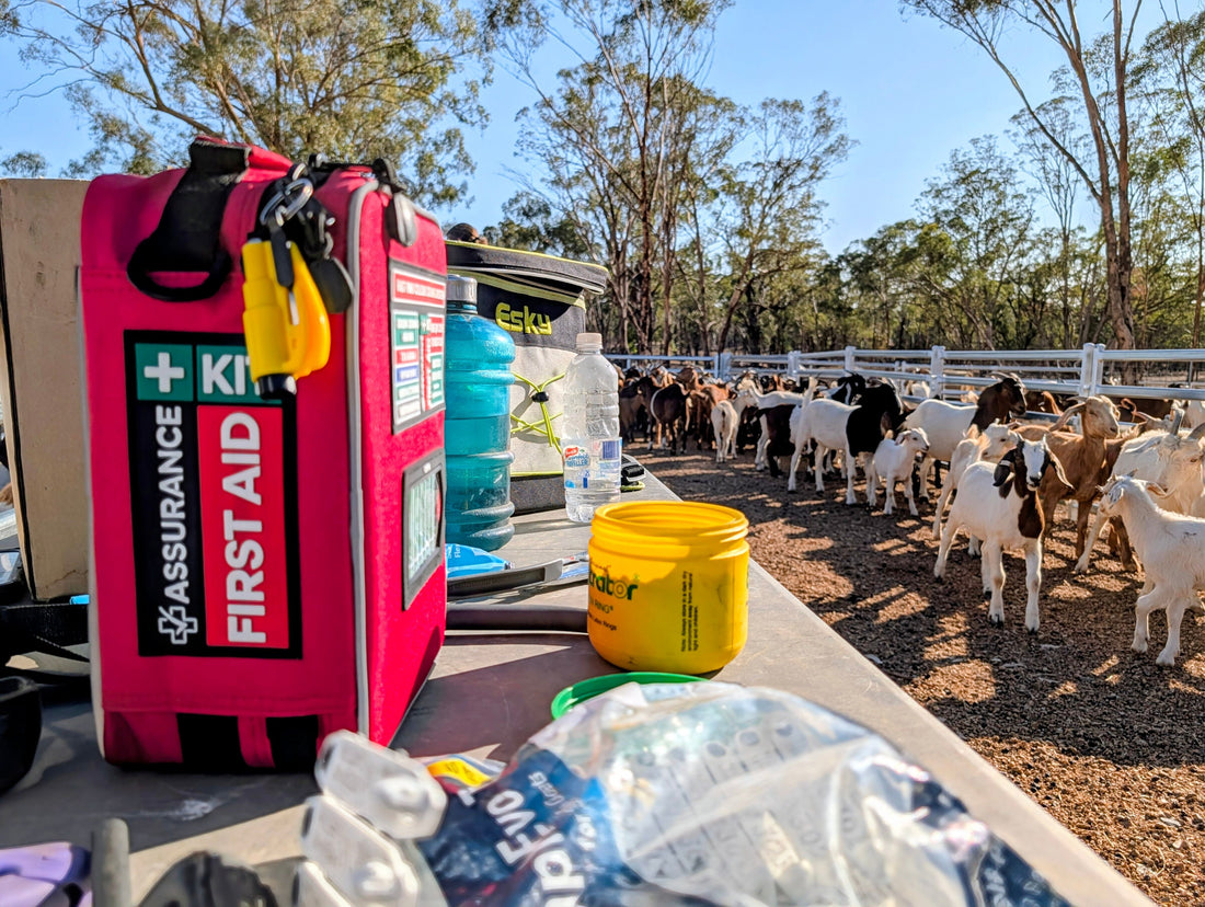 BLOG outdoor first aid kit in goat yards on a NSW farm