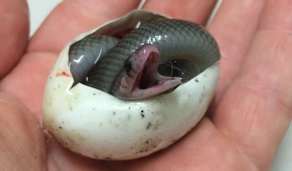 BLOG baby snake hatching from an egg