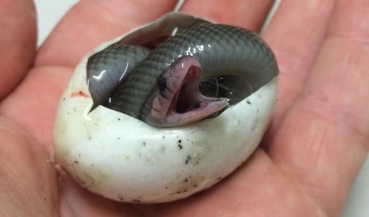 BLOG baby snake hatching from an egg