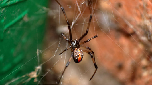 Australian Spider Bite Questions Answered by a First Aid Trainer - Assurance First Aid Kits