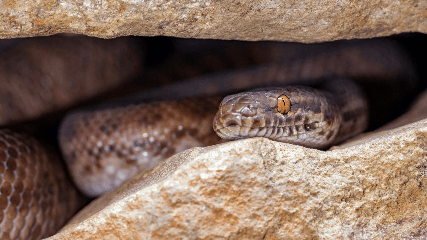 Python Snake In Hibernation Irukandji vs Box Jelly Fish. Essential information for Australian Beac ...
