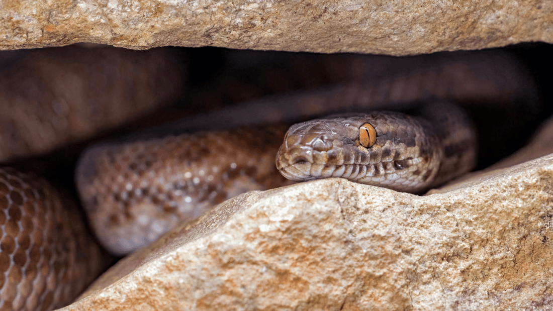 Do Australian Snakes Hibernate? Brumation vs Hibernation Explained - Assurance First Aid Kits