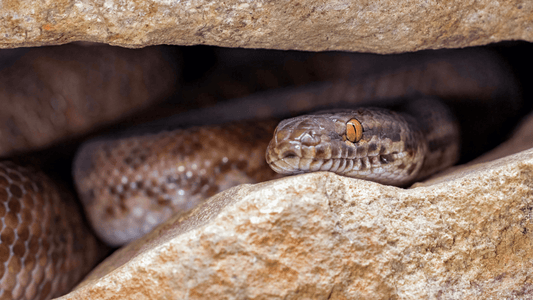 Do Australian Snakes Hibernate? Brumation vs Hibernation Explained - Assurance First Aid Kits