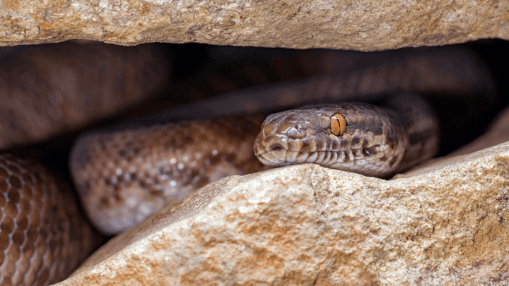 The Ultimate Snake Bite First Aid Kit: Be Prepared for Australian Snak ...