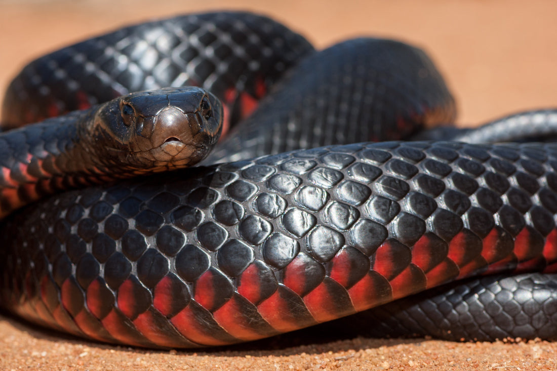 Do I Really Need a Snake Bite Kit in Australia? - Assurance First Aid Kits