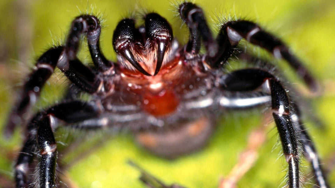 Funnel-Web Spider Bite: First Aid Steps Every Australian Needs to Know - Assurance First Aid Kits