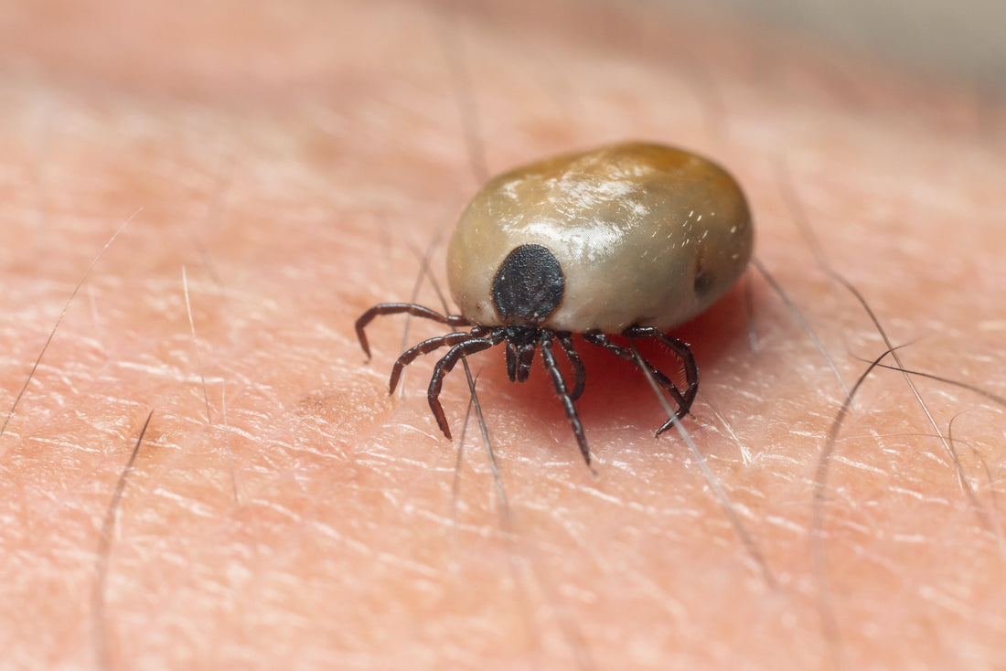 How to Remove a Tick in Australia: A Complete First Aid Guide - Assurance First Aid Kits