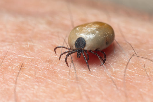 How to Remove a Tick in Australia: A Complete First Aid Guide - Assurance First Aid Kits