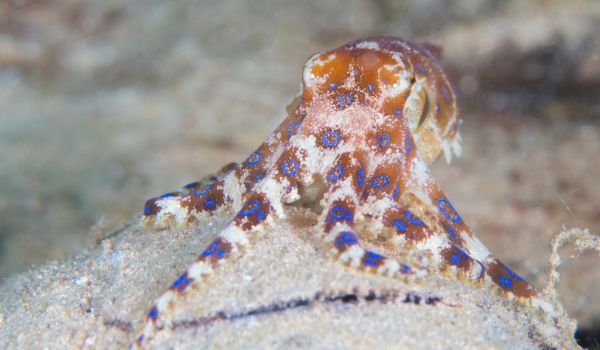 BLOG Blue-ringed octopus on white sand