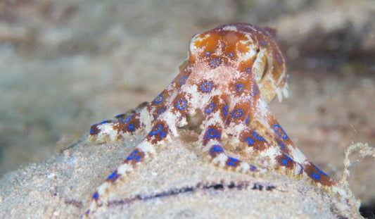 More Potent than Cyanide: How to Stay Safe from Blue-ringed Octopus - Assurance First Aid Kits