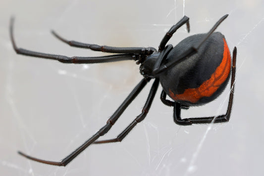 Redback vs Funnel-Web Spider Bite: Why the First Aid Is Completely Different - Assurance First Aid Kits
