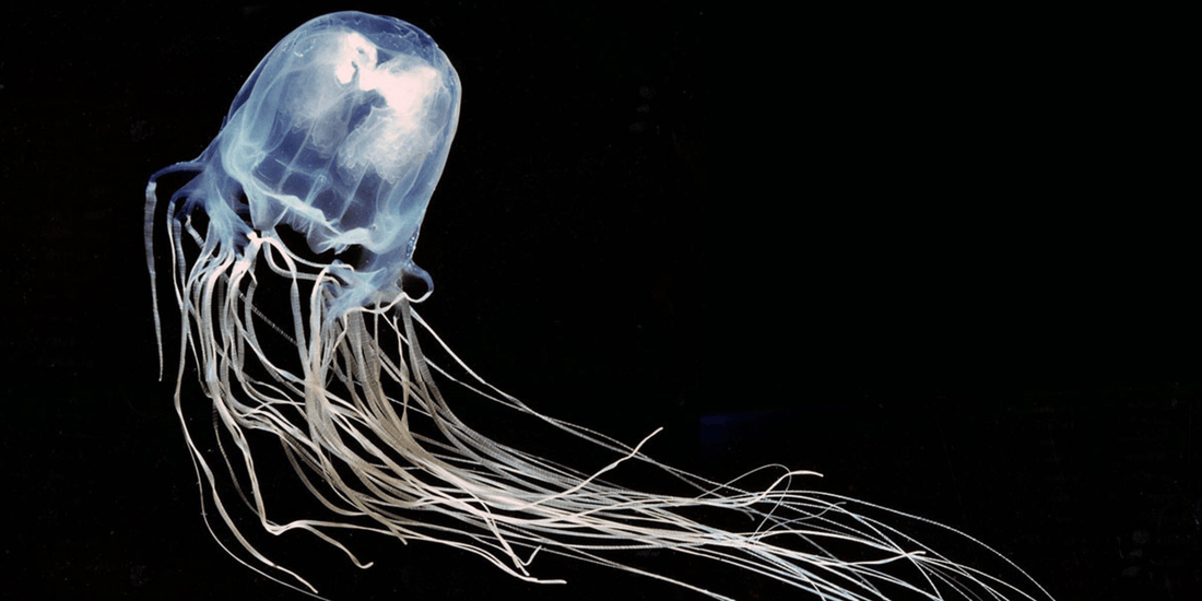 Should You Pee on a Box Jellyfish Sting? Debunking the Myth and What Really Works - Assurance First Aid Kits