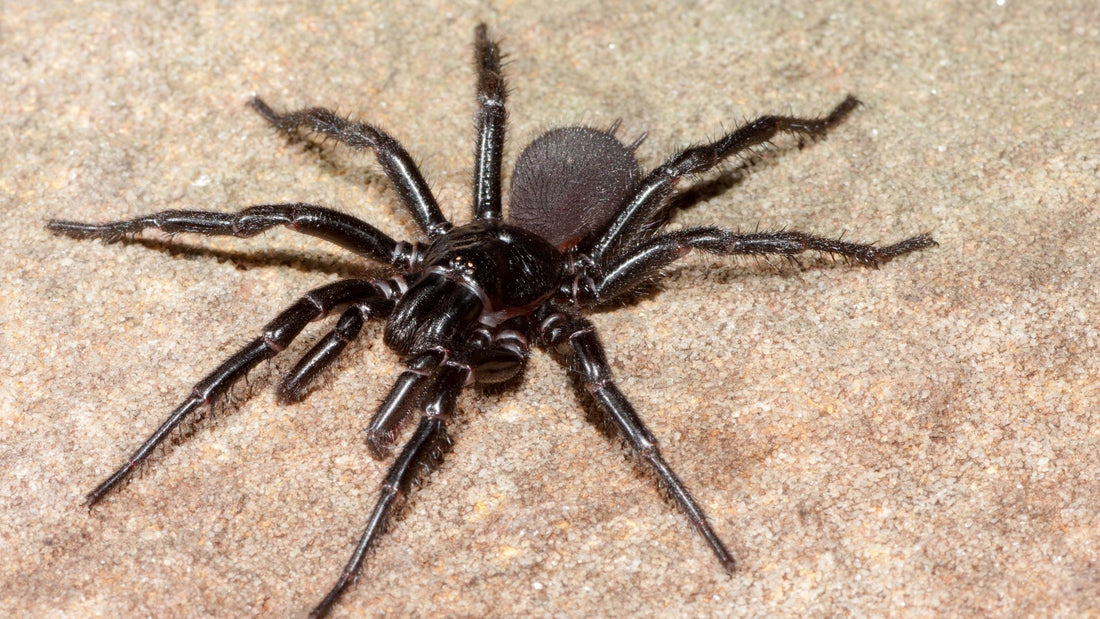 Spider Season in Australia: When to Be Alert and What to Keep in Your Kit - Assurance First Aid Kits