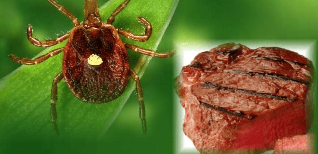 Tick bites and red meat anaphylaxis: What's the link? - Assurance First Aid Kits
