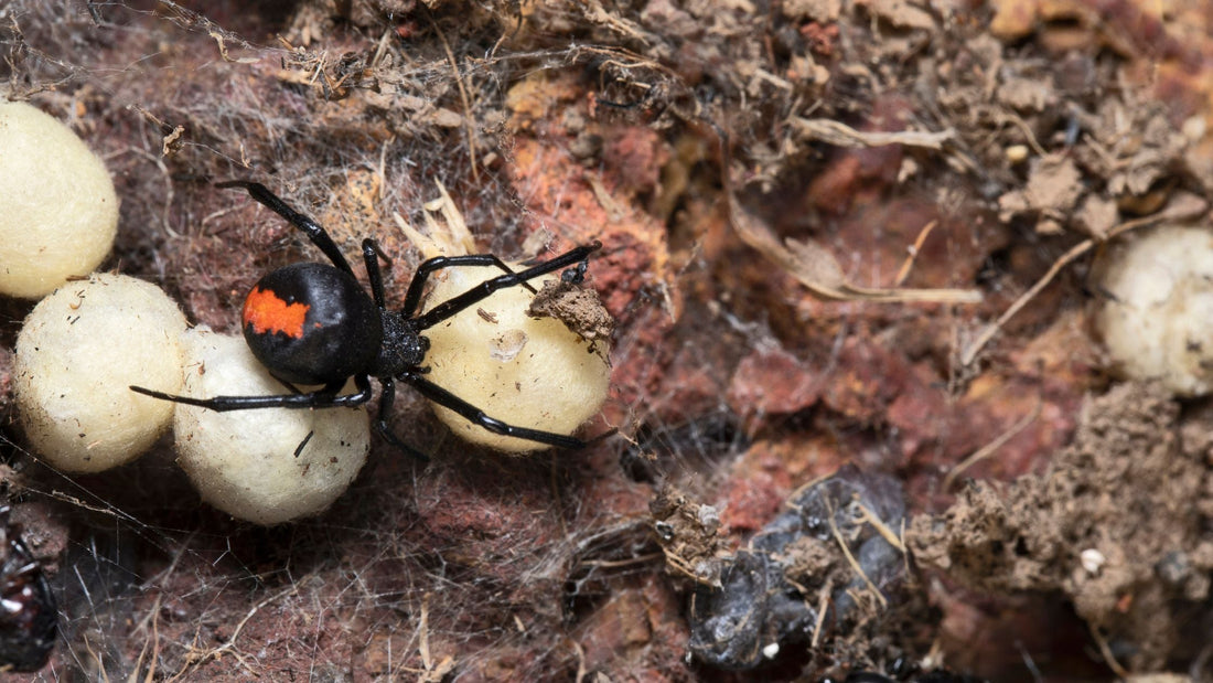 What Should Be in a Spider Bite First Aid Kit? The Australian Guide - Assurance First Aid Kits