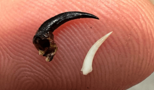 What should you do if you're bitten by a funnel-web spider? - Assurance First Aid Kits