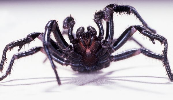 What should you do if you're bitten by a funnel-web spider? - Assurance First Aid Kits
