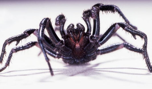 What should you do if you're bitten by a funnel-web spider? - Assurance First Aid Kits