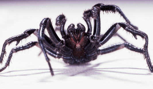 What should you do if you're bitten by a funnel-web spider? - Assurance First Aid Kits